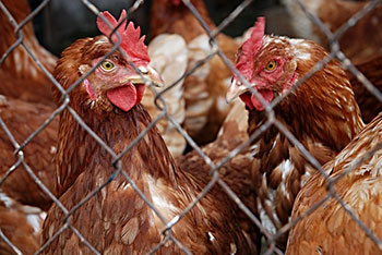 analisis de alimentos alimentacion gallina